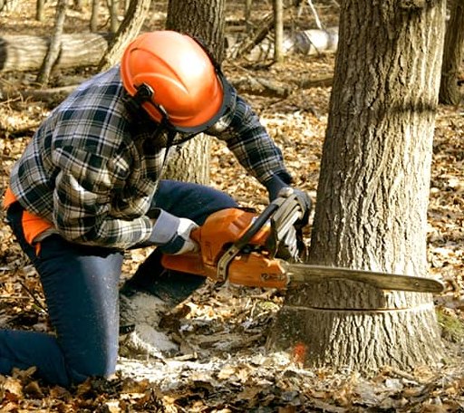 Tree Removal in Mesa, ID